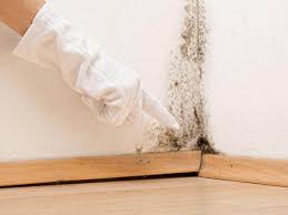 Best Water Damage & Mold Remediation  in Debary, FL